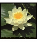Nymphaea