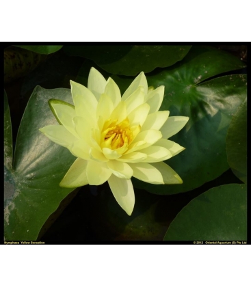 Nymphaea