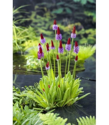 Primula