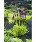 Primula