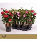 Mandevilla