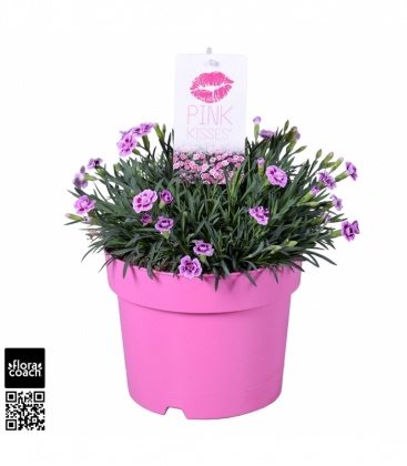 Dianthus