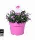 Dianthus