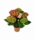 Hydrangea