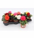 Begonia
