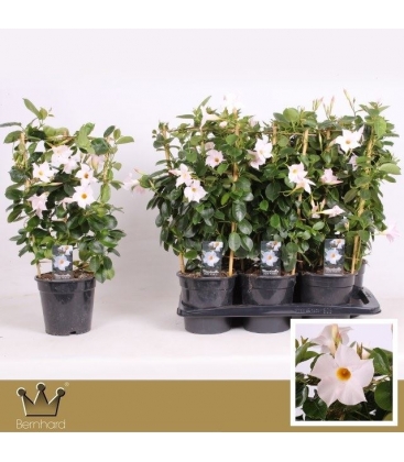 Mandevilla