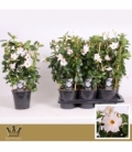 Mandevilla