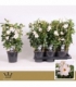 Mandevilla