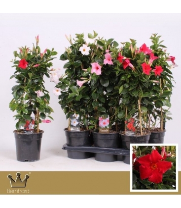 Mandevilla