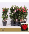Mandevilla