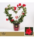 Mandevilla