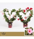 Mandevilla