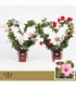 Mandevilla