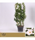 Mandevilla