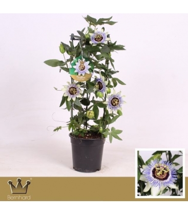 Passiflora