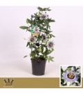 Passiflora