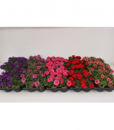 Verbena