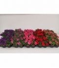 Verbena