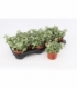 Helichrysum