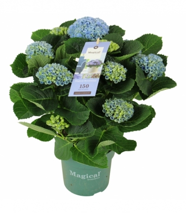Hydrangea