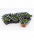 Lobelia