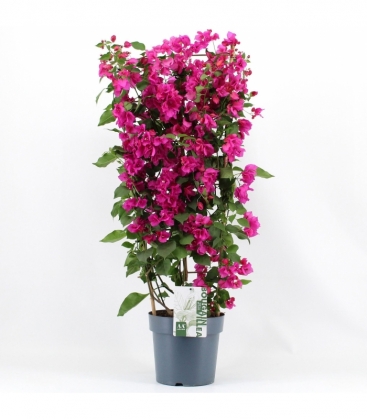 Bougainvillea