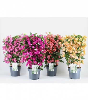 Bougainvillea