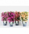 Bougainvillea