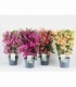 Bougainvillea