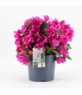 Bougainvillea
