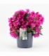Bougainvillea