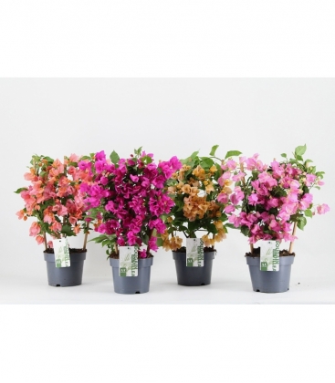 Bougainvillea
