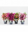 Bougainvillea