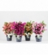 Bougainvillea