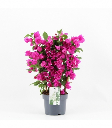 Bougainvillea