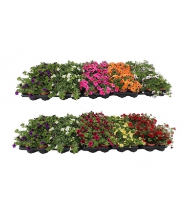 Calibrachoa