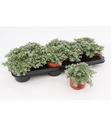 Helichrysum