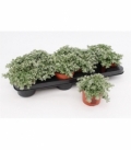 Helichrysum