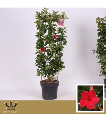 Mandevilla