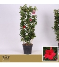 Mandevilla