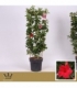 Mandevilla