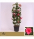 Mandevilla