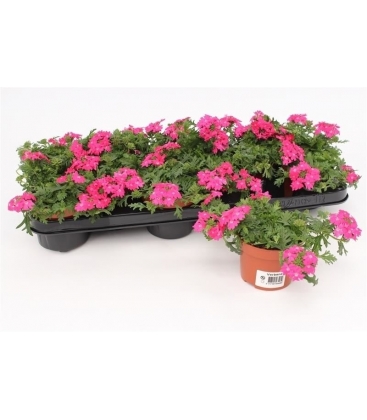 Verbena