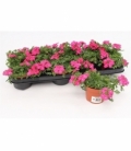 Verbena