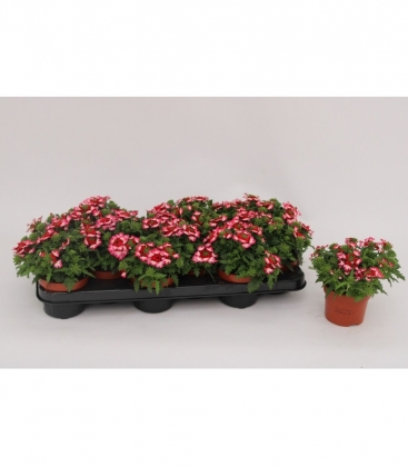 Verbena