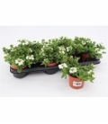 Verbena