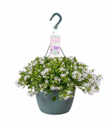 Campanula