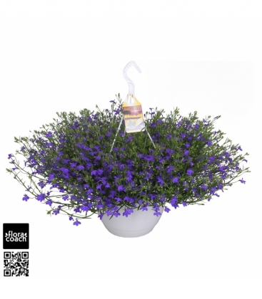 Lobelia