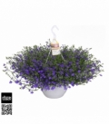 Lobelia