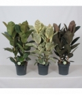 Ficus